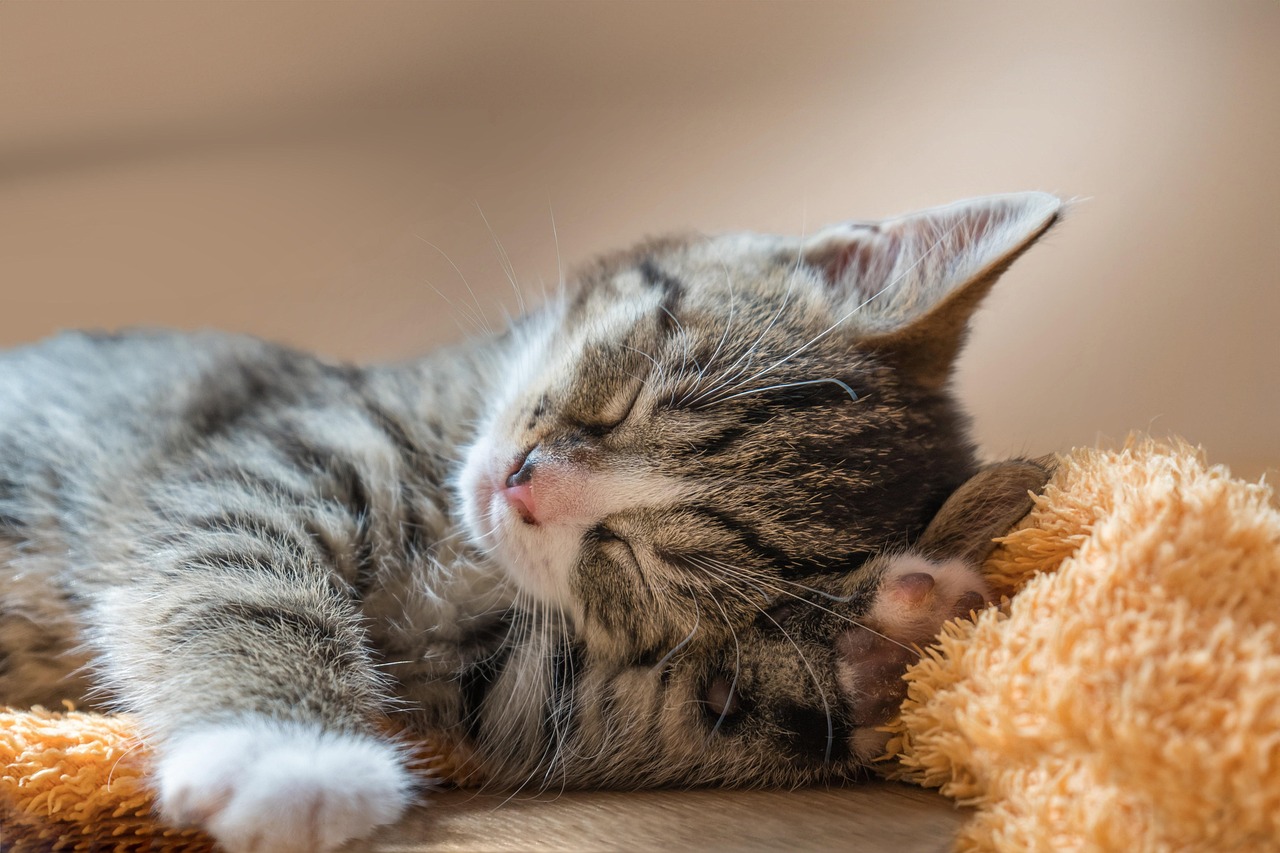 When the Day Feels Heavy: A Gentle Practice for Returning to Yourself